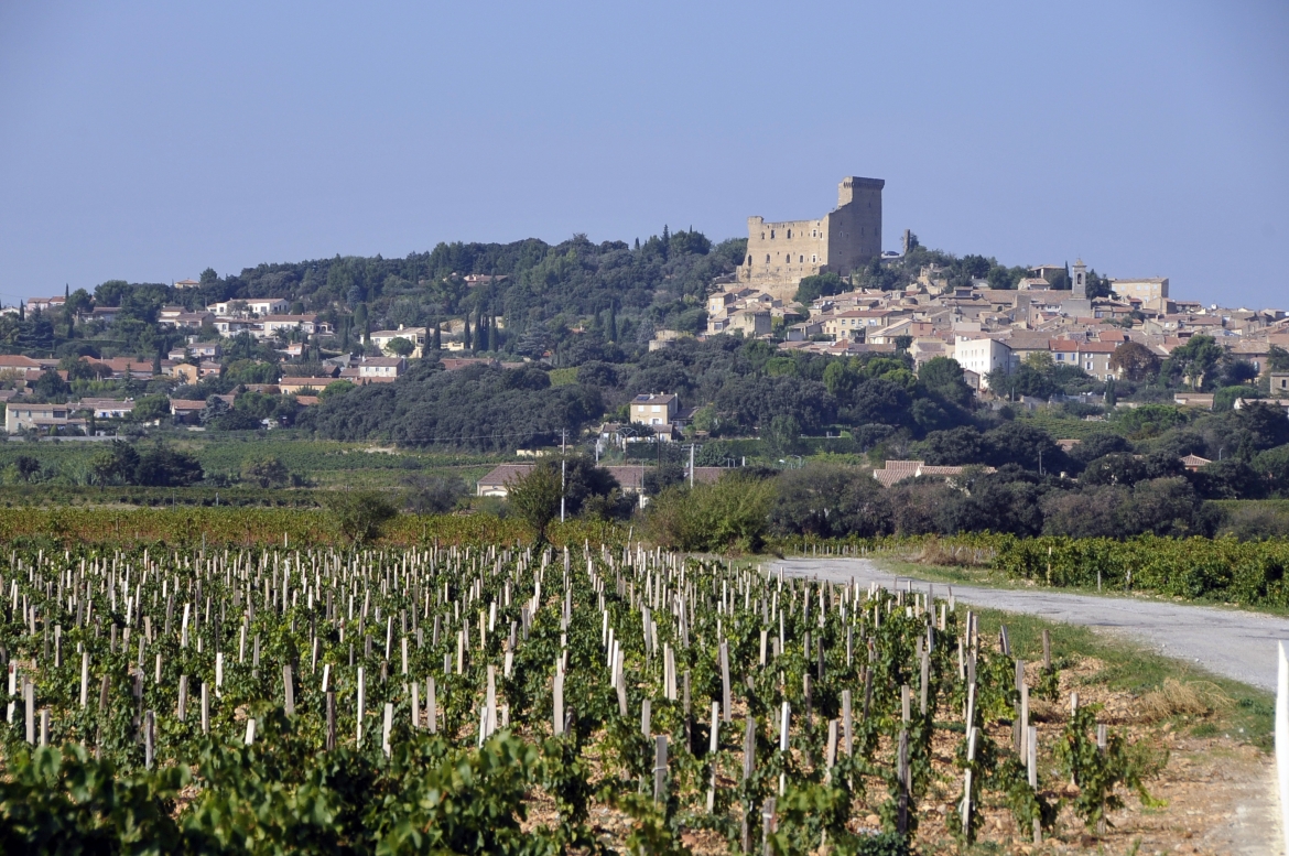 chateauneuf du pape vineyard